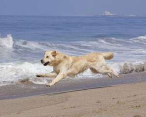 金毛犬哪些食物不能吃