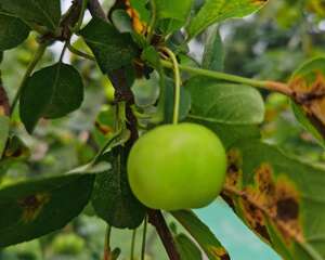 海棠花喜欢阳光吗