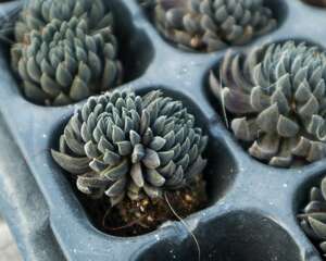 多肉奥利维亚怎么养