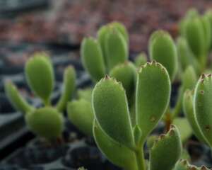 熊童子怎么养得肥厚