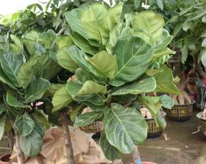 琴叶榕掉叶子怎么回事，怎么拯救