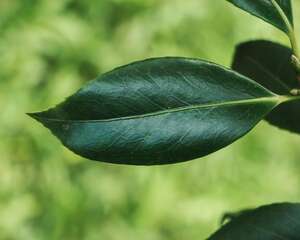 山茶花叶子掉光了怎么办
