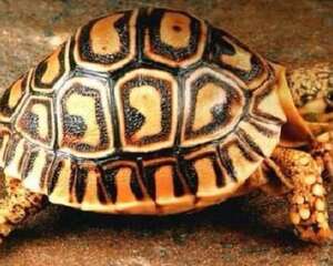 豹龟吃什么?豹龟吃什么食物?