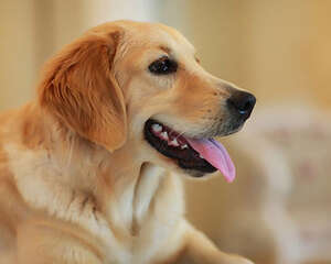 “三定”喂食对狗狗有什么好处