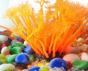 家庭鱼缸养鱼的数目有什么讲究