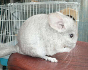 龙猫抽筋的表现有哪些