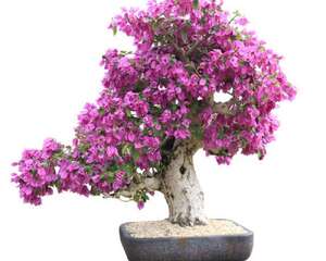 三角梅叶子发蔫怎么办