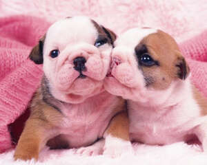 公共场合怎么管理好狗狗