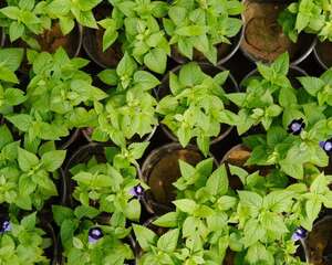 夏堇的病虫害及其防治