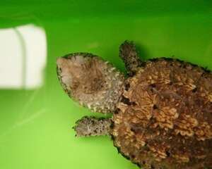 小鳄鱼龟该如何饲养