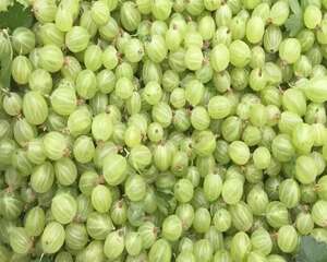 这花全国都能养，耐热又耐寒，满树都是小西瓜！