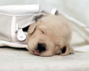 狗狗独自在家会发生的意外