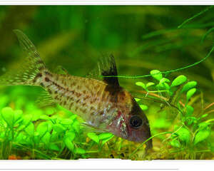 鼠鱼品种及选购介绍