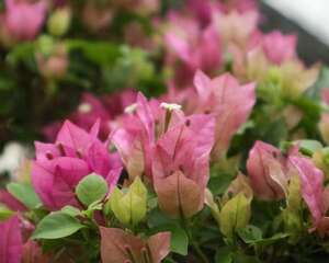 三角梅枝条太长了怎么办