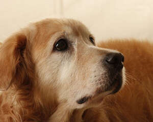 上班族可以养金毛吗