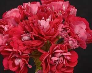 天竺葵玛格瑞特碗