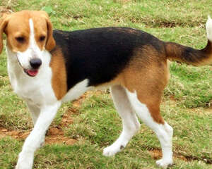 如何消除狗狗的恐惧感