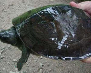 巴达库尔龟的生活环境