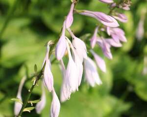 玉簪花的病虫害及其防治