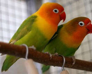 面罩情侣鹦鹉的养护要点