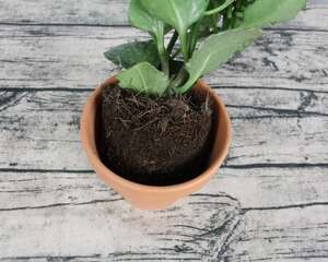 长寿花换盆后要浇水吗，换盆多久可以晒太阳