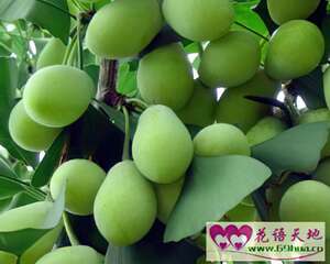 银杏的花语：坚韧与沉着、纯情之情