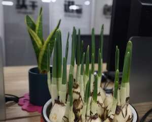 水仙花的特点