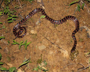 饲养赤链蛇要注意什么