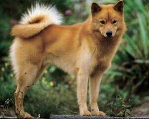 芬兰狐狸犬怎么养？养芬兰狐狸犬可以吗？