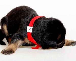 德国牧羊犬幼犬如何喂养