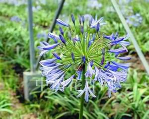 蓝百合种植栽培技术(图)