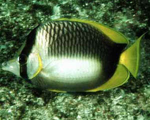 索马里蝶鱼的品种介绍