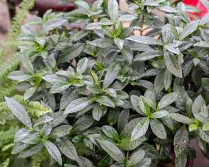 如何养栀子花盆栽