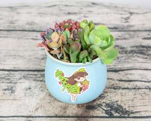 DIY│教你如何玩转多肉壁画