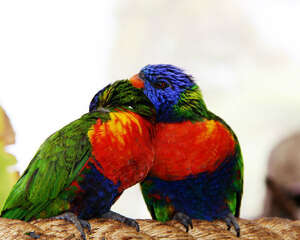 五个饲养要点让鹦鹉远离疾病