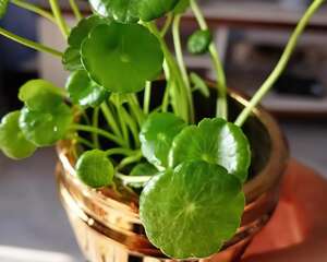 1杯水就能养活的花，干净卫生，家里养有气质！