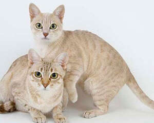 澳大利亚土生土长的雾猫长什么样？