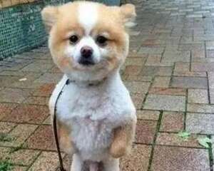 狗剪毛之后会不开心吗?狗剪毛后不开心怎么办?