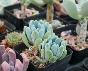 多肉烂根怎么办