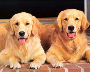 金毛犬的形态特征