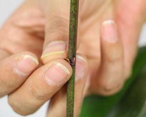 蝴蝶兰开完花就扔？真傻！像我这么养，年年冬天都能开！