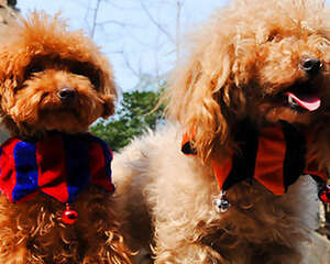 狗狗带铃铛的利与弊