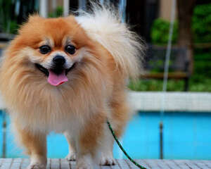 狗狗是否真的开心