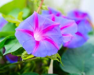 牵牛花秋天怎么养