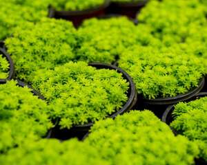 黄金万年草冬季怎么养