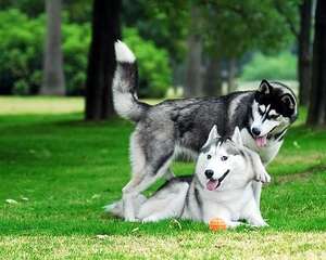 为狗狗梳毛的注意事项