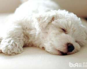 狗狗打嗝的原因是什么，狗狗打嗝应该怎么办