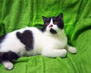 如何变废为宝为猫咪制作玩具