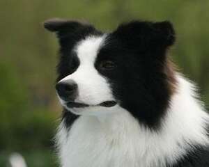 可以给边境牧羊犬啃骨头吗？