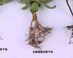 修根是多肉茁壮成长的关键，听10年多肉老玩家给的建议